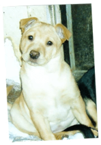 Pet Image