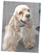 Pet Image