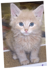 Pet Image