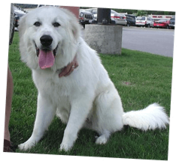 Pet Image