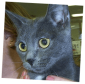 Pet Image