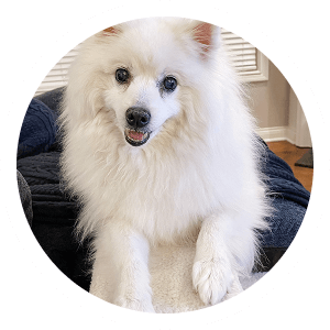 Pet Image