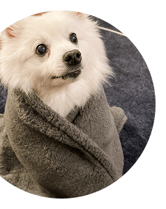 Pet Image