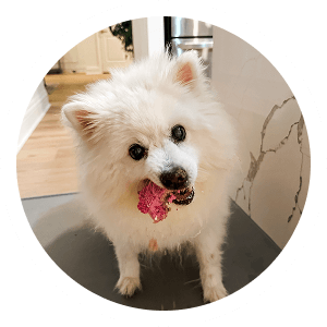 Pet Image