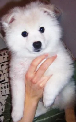 Wall Pet Image - Puppy