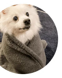 Wall Pet Image - Puppy