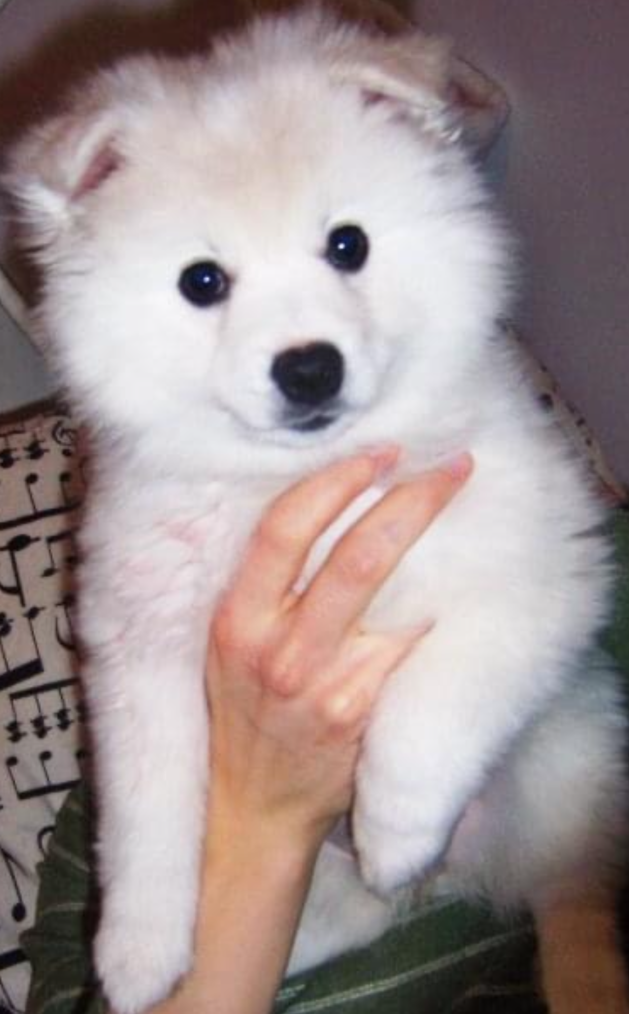 Pet Image