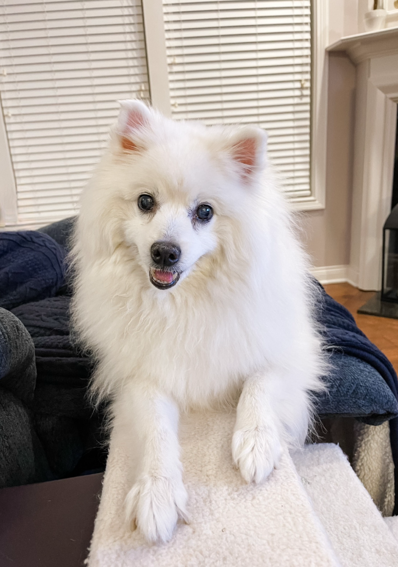 Pet Image