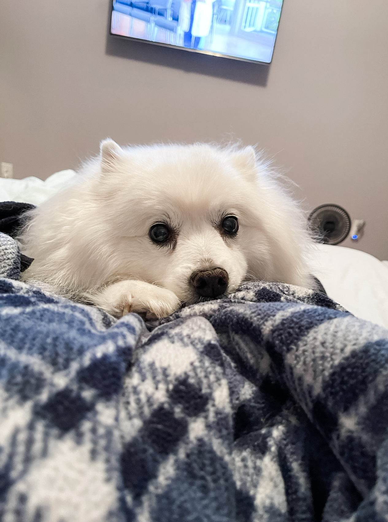 Pet Image