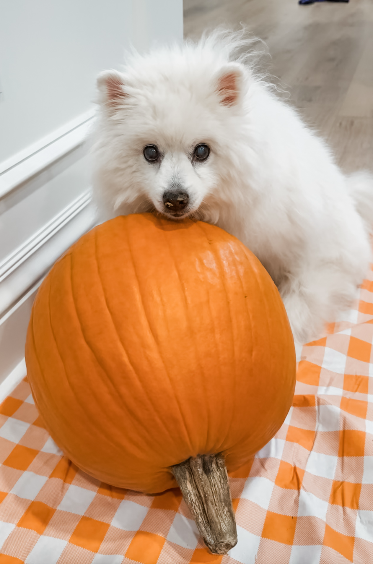 Pet Image