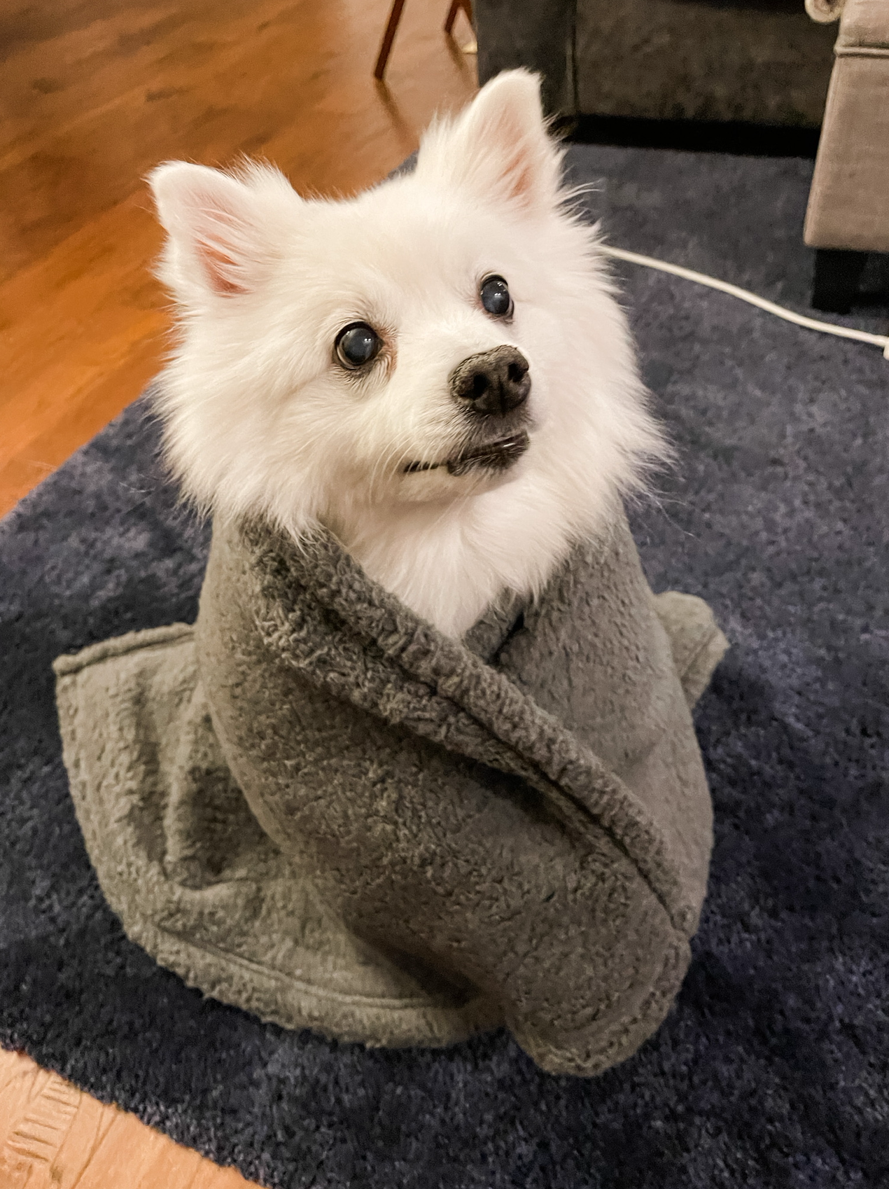 Pet Image