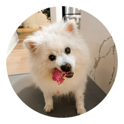 Pet Story Image 3 - Puppy