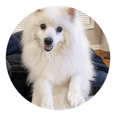 Pet Story Image 4 - Puppy