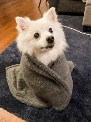 Pet Story Image 2 - Puppy