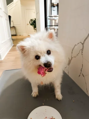 Pet Story Image 5 - Puppy