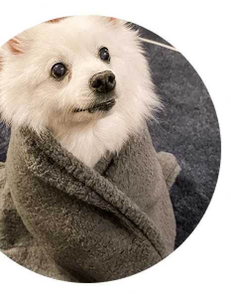 Pet Story Image 1 - Puppy